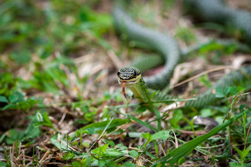 Green palm snake creeping on green grass