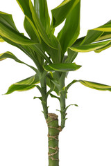 Isolated Dracaena fragrans without pot with roots and ground seeing.