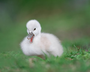 Newborn baby cygnet swan full body portrait with open beak on green grass