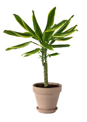 Dracaena fragrans potted in a simple grey clay pot.
