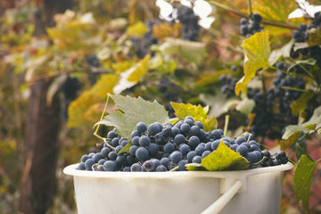 Freshly harvested organic grapes in a bucket. Close up.