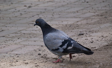 Pigeon in the city