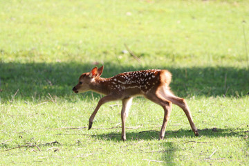 Cute fawn walking in the grass