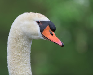 Fototapeta premium Adult female mute swan (pen) closeup profile portrait against green background