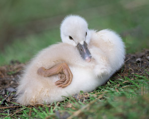 Newborn baby cygnet swan full body portrait on green grass
