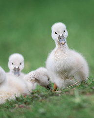 Newborn baby cygnets swans in green grass