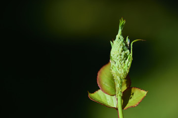 Close-up of a rose bud that is full of green aphids in different stages of development