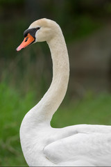 Adult female mute swan (pen) close up profile portrait against green background
