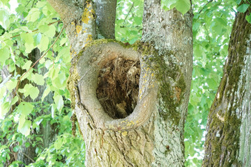 Very old hollowed out tree that still hasn't died photographed in spring