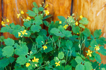 Celandine perennial herb, close-up, top view. Little yellow flowers in green leaves. Medicinal raw...