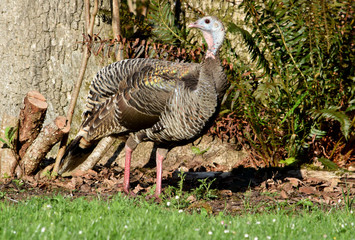 Wild Turkey 03