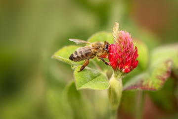 Detailed close-up photograph of busy bee pollinating red clover. Wildlife and agriculture shot. Vibrant red color complemented with green from leaves. Clover fields are full of bees these days.