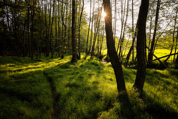 Naklejka premium Peaceful natural forest scene from late afternoon. Setting sun slowly and pleasantly lights the meadow inside the forest with long and soft grass. Very peaceful and quiet. Remote location, perfect.