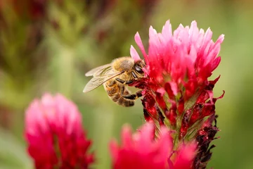 Crédence de cuisine en verre imprimé Abeille Photographie détaillée en gros plan d& 39 une abeille occupée à polliniser le trèfle rouge. Photographie de la faune et de l& 39 agriculture. Couleur rouge vif complétée par le vert des feuilles. Les champs de trèfle sont pleins d& 39 abeilles ces jours-c