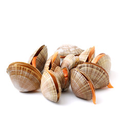 Stacked fresh raw clams on white background