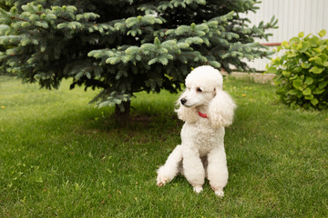 A cute dog, a young white poodle, poses on the green grass of the lawn on the territory of the house.