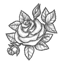 Vintage sketch of rose or hand drawn flower