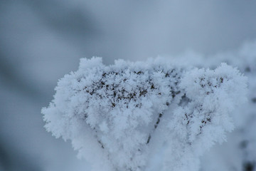 snow on the branches