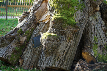 Very old hollowed out tree that still hasn't died photographed in spring