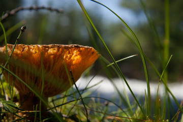 mushroom in the grass