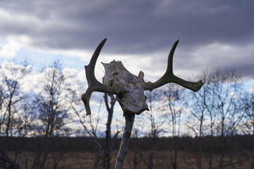 A moose skull on a pole, warning intruders. Pagan symbol