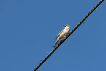 Common Whitethroat (Sylvia communis) singing on a telephone wire