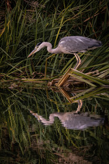 Grey Heron standing in riverbank reeds
