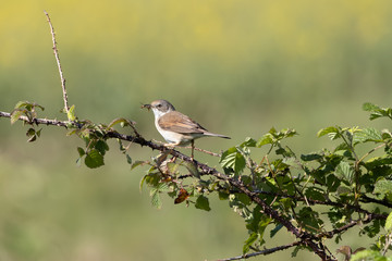 Common Whitethroat (Sylvia communis) hunting for food