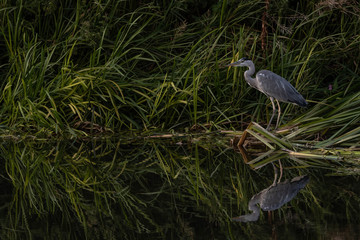 Grey Heron standing in riverbank reeds