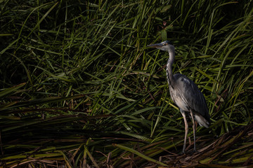 Grey Heron standing in riverbank reeds