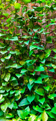  vines of money plant , selective focus, Money plant or Devil's ivy or pothos is decorated in the house