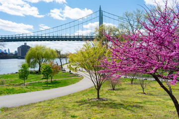 Colorful Plants and Flowers during Spring on the Riverfront of Randalls and Wards Islands with the...