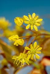 Acer platanoides flowers, Norway maple flowers, Flowering maple, Bl&uuml;hender Ahorn, gelbe Spitzahorn Bl&uuml;ten	
