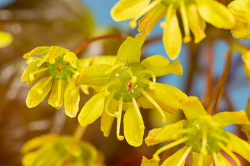 Acer platanoides flowers, Norway maple flowers, Flowering maple, Blühender Ahorn, gelbe Spitzahorn Blüten