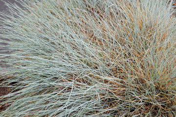 Festuca valesiaca (Poaceae), outdoor plants 2020