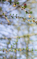 Small cones on a fir branch