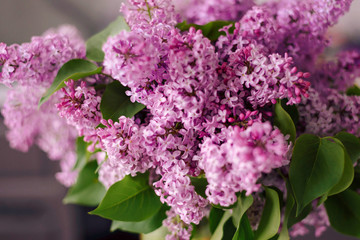 Panoramic view of a purple lilac branch. Lilac flowers and leaves. Clusters of small flowers. Postcard. Cover.