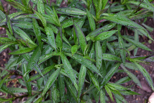 Aster novi-belgii (Neron), outdoor plants 2020