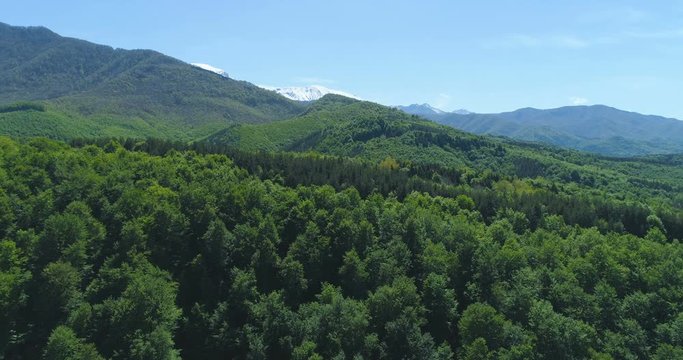 Dense green forest under snowy mountains in sunny spring morning in Bulgaria