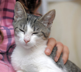 affectionate white and gray cat
