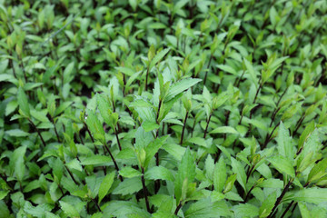 Phlox paniculata (Uralskije Skazy), outdoor plants 2020