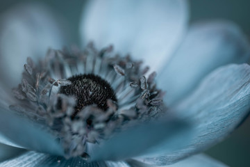 close up of anemone flower 