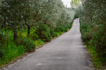 Fototapeta na wymiar Olive grove at spring in the the Euganean Hills, near Este, Padova, Italy.