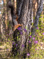 squirrel sits on a birch and sniffs flowers