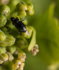 rassicogethes aeneus