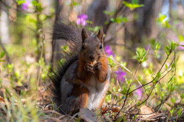 Squirrel eating a nut in a thicket of rosemary