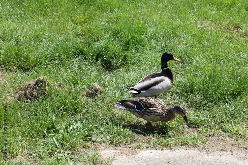 Canvas Prints Enten im Grass