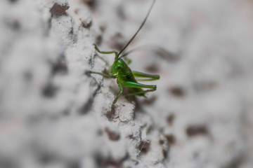 green grasshopper