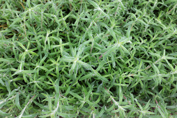 Crocus chrysanthus (Cream Beauty), outdoor plants 2020