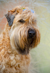 Vertical tinted portrait of a dog, an Irish soft-coated wheat Terrier, with a forget-me-not on an abstract light background.